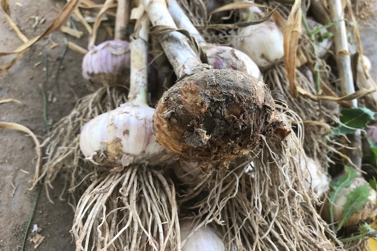 Velum Prime nematicidefungicide label expanded The Grower